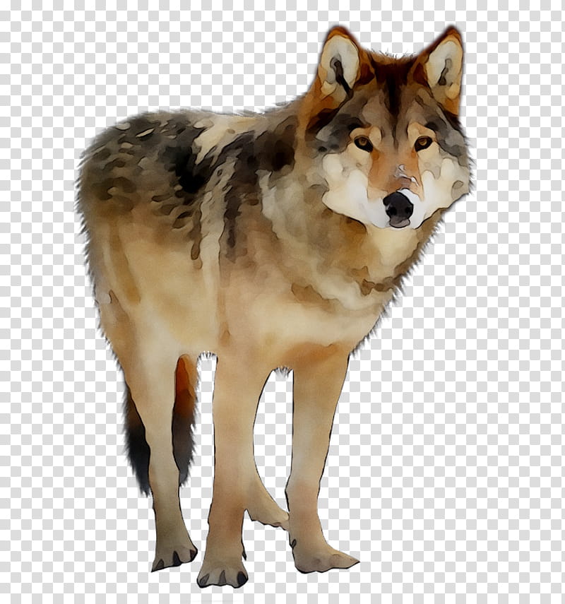 Wolf, Saarloos Wolfdog, Czechoslovakian Wolfdog, Coyote, American Indian Dog, Alaskan Tundra Wolf, Red Wolf, Missouri transparent background PNG clipart