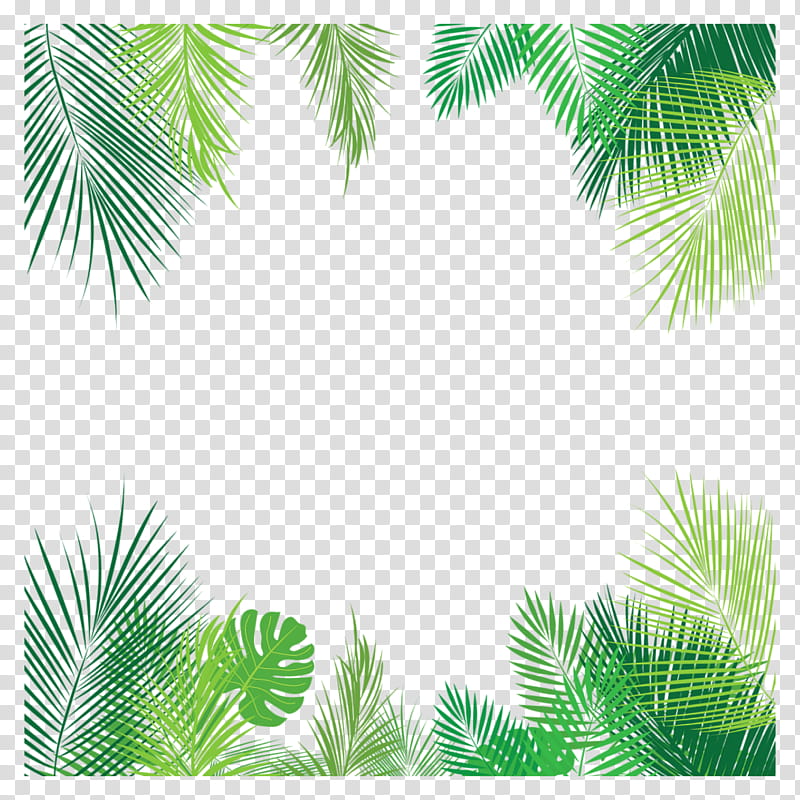 Palm Tree Drawing, Leaf, Palm Trees, Plants, Vegetation, Green, Elaeis, Arecales transparent background PNG clipart