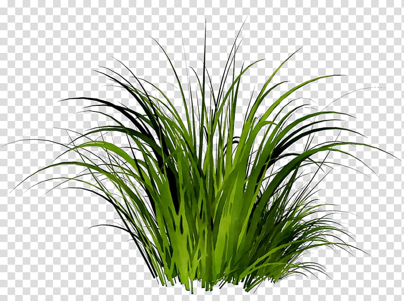 Grass Flower, Alpha Compositing, Plant, Grass Family, Herb, Sweet Grass, Chives, Terrestrial Plant transparent background PNG clipart