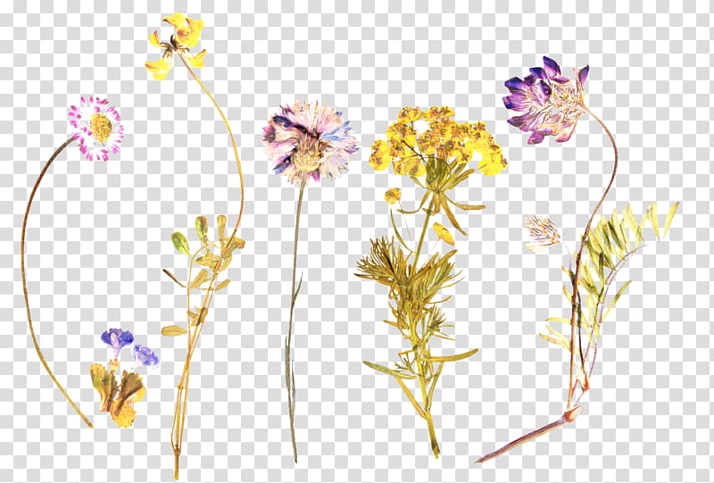 Flowers, Pressed Flower Craft, Floral Design, Petal, Cut Flowers, Plant, Pedicel, Wildflower transparent background PNG clipart