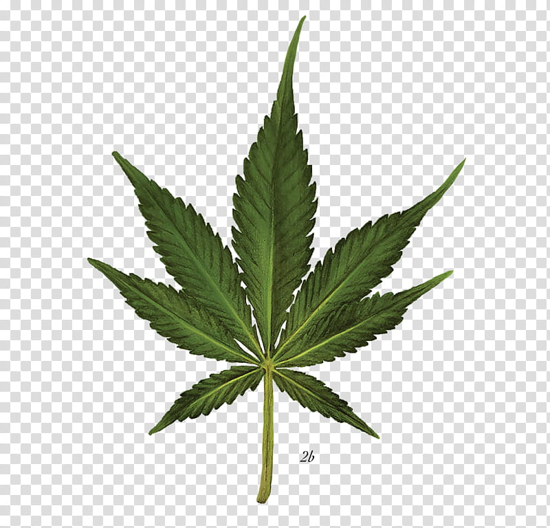 , green cannabis leaf transparent background PNG clipart