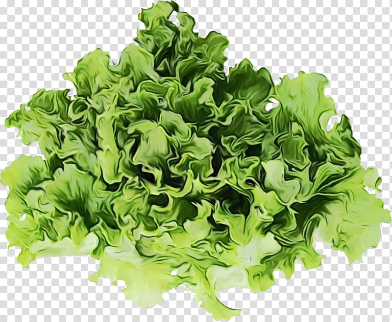 Spring Flower, Lettuce, Vegetarian Cuisine, Endive, Spring Greens, Spinach, Food, Rapini transparent background PNG clipart