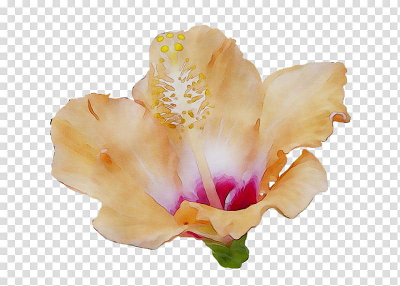 Pink Flower, Iris Family, Moth Orchids, Irises, Orange Sa, Petal, Plant, Hibiscus transparent background PNG clipart