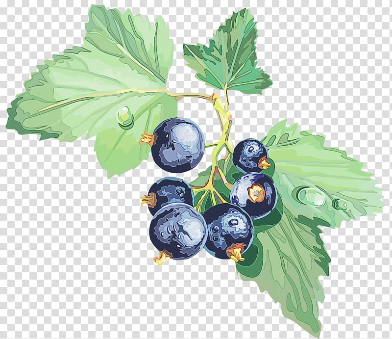 Leaves, Gooseberry, Bilberry, Blueberry, Stxea Nr Eur, Blackcurrant, Fruit, Leaf transparent background PNG clipart