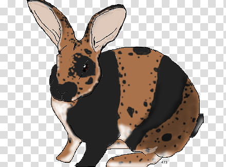 Harlequin Mini Rex (Rockrose&#;s Fusion on LL) transparent background PNG clipart
