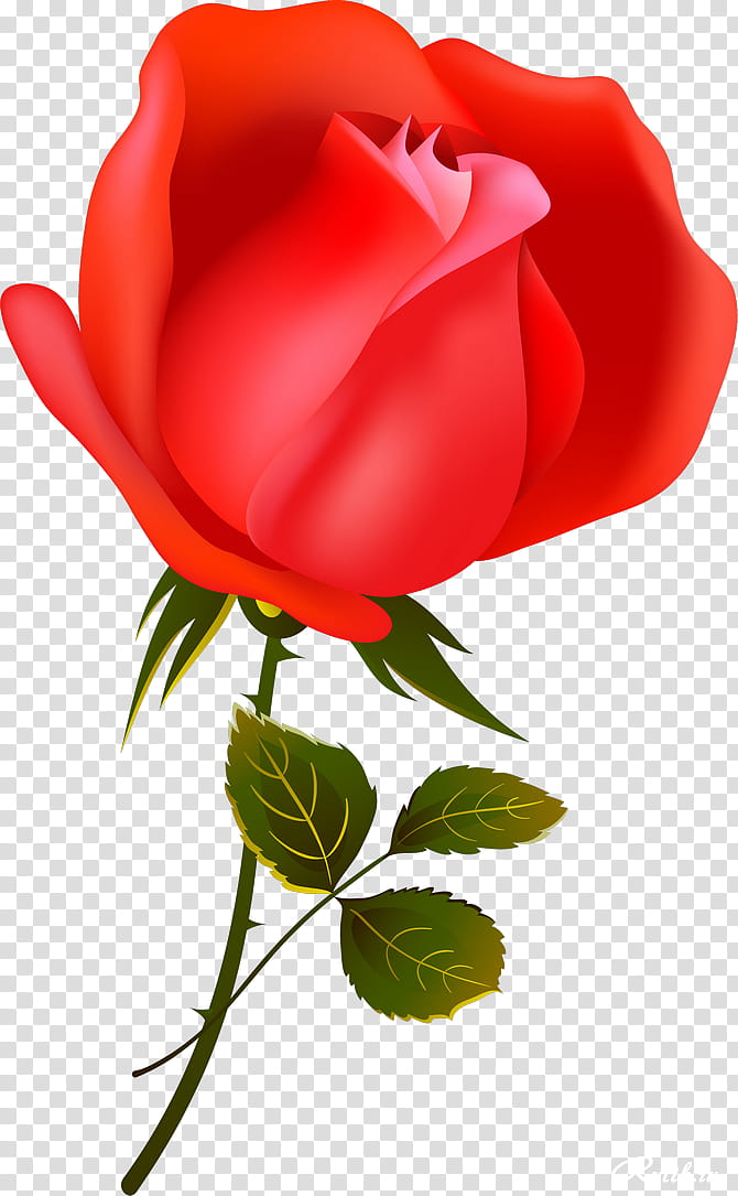 Valentines Day, Garden Roses, Flower, Love, Romance Film, Petal, Cabbage Rose, Flower Bouquet transparent background PNG clipart