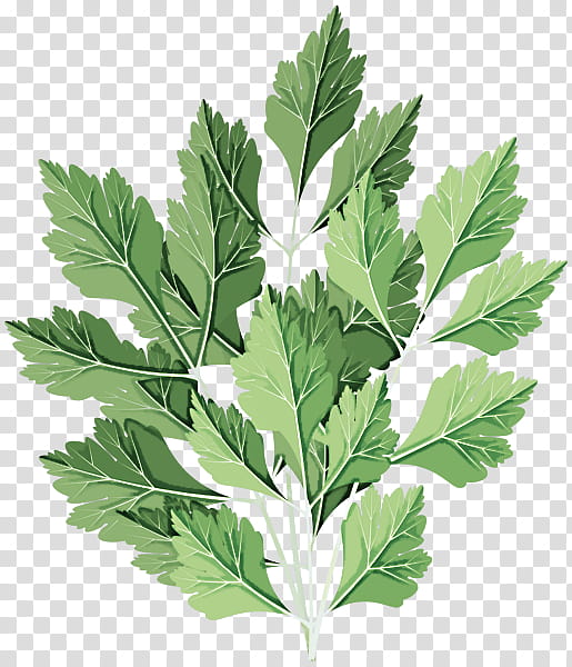 Plane, Leaf, Flower, Plant, Parsley, Lovage, Herb, Cinquefoil transparent background PNG clipart