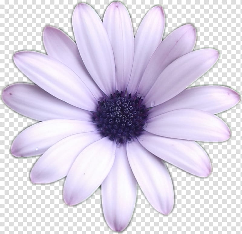 Sunflower Sticker, Violet, Purple, Petal, Chrysanthemum, Marguerite Daisy, Transvaal Daisy, Purpura transparent background PNG clipart
