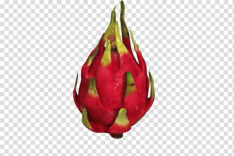 bud plant dragonfruit flower pitaya, Vegetable, Food, Costa Rican Pitahaya, Herbaceous Plant, Perennial Plant transparent background PNG clipart