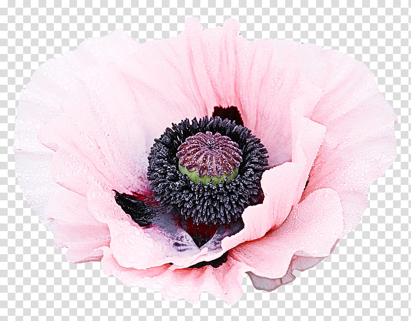 oriental poppy flower petal pink plant, Flowering Plant, Gerbera, Anemone, Poppy Family transparent background PNG clipart