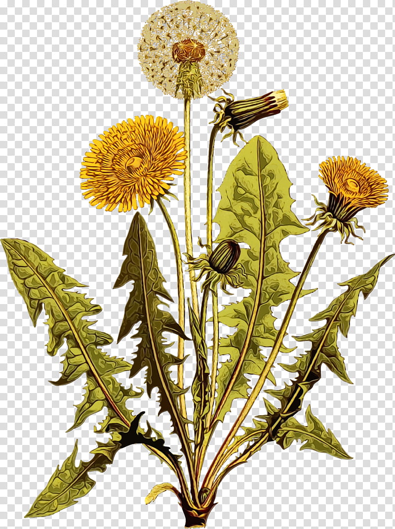 flower dandelion plant dandelion pincushion flower, Watercolor, Paint, Wet Ink, Perennial Sowthistle, Native Sowthistle, Wildflower transparent background PNG clipart