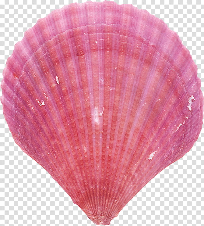 Pink, Seashell, Cockle, Conchology, Pink M, Bivalve, Scallop, Shellfish transparent background PNG clipart