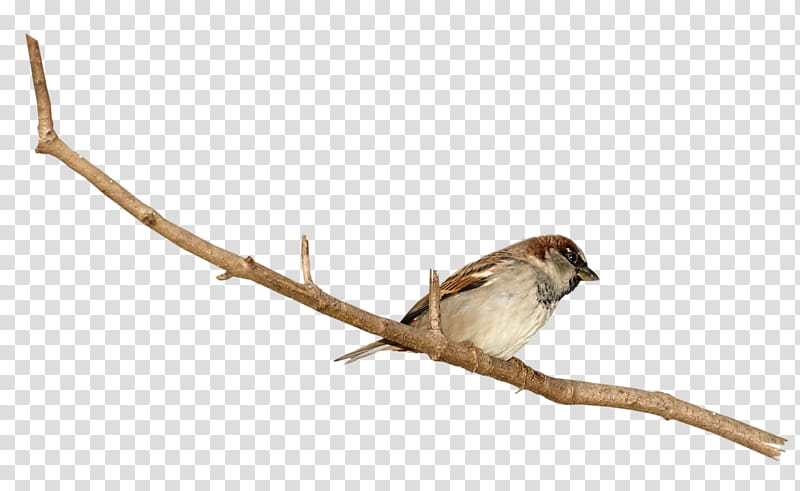 Tree Branch, House Sparrow, Finches, Bird, Drawing, Eurasian Tree Sparrow, Gratis, Passerine transparent background PNG clipart