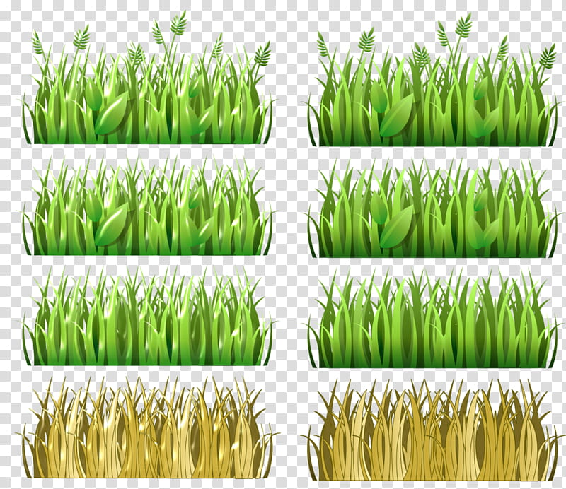 Drawing Of Family, Vetiver, Pasto Colombia, Cereal, Deportivo Pasto, Wheatgrass, Grain, Food transparent background PNG clipart