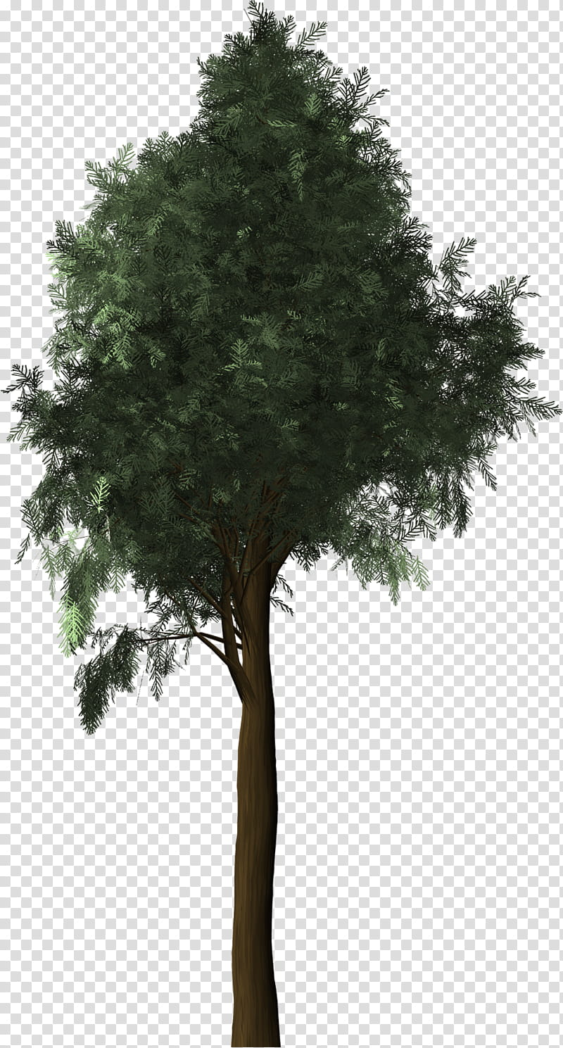 Tree Trunk, Mediterranean Cypress, Evergreen, Plants, Conifers, Leyland Cypress, Woody Plant, Cupressus transparent background PNG clipart