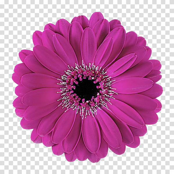 barberton daisy gerbera flower violet petal, Pink, Purple, Plant, African Daisy transparent background PNG clipart