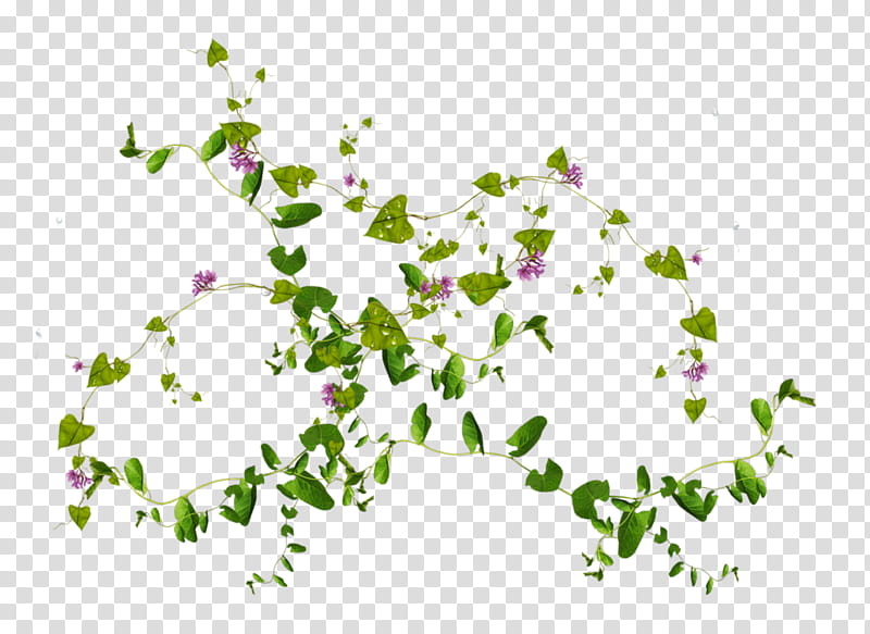 NATURE S ARCHIVES, green heart-shape leaf transparent background PNG clipart