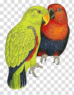 mochizuki birds, green and red parrots illustration transparent background PNG clipart
