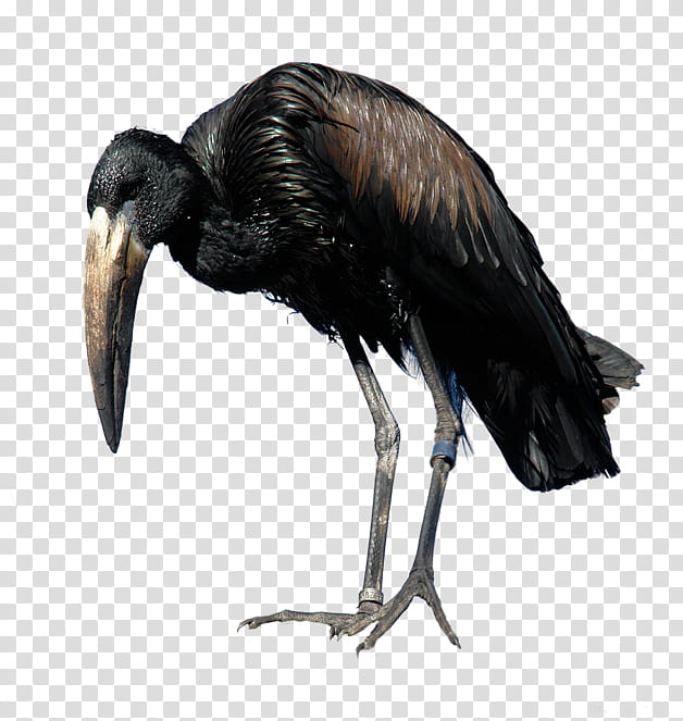 Animals , black and brown shoebill bird transparent background PNG clipart