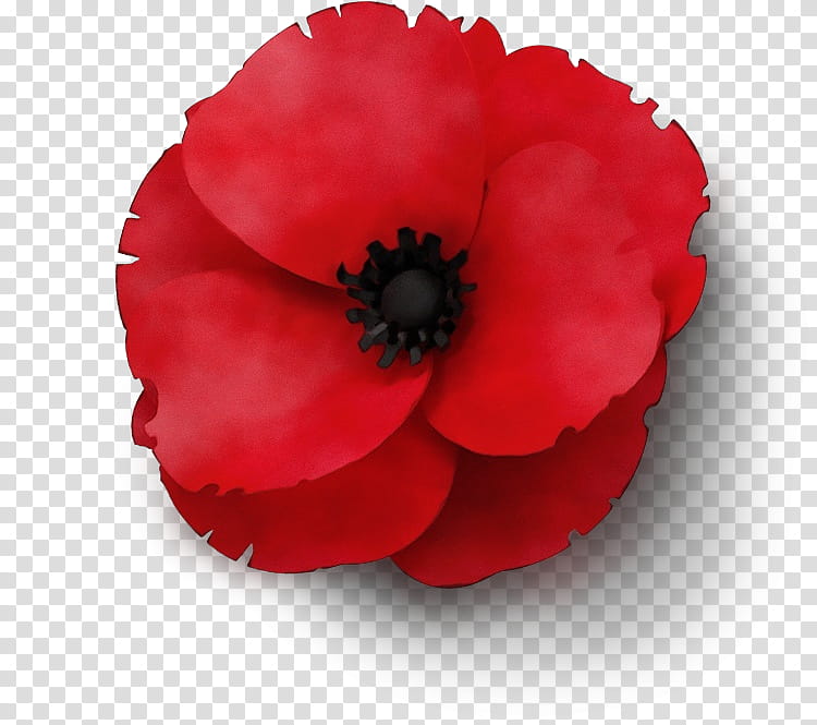 Memorial Day Poppy Flower, Watercolor, Paint, Wet Ink, Armistice Day, Remembrance Poppy, Royal British Legion, Anzac Day transparent background PNG clipart