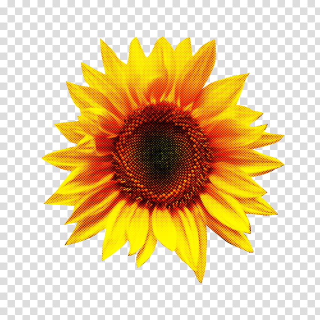 Sunflower, Yellow, Sunflower Seed, Petal, Plant, Gerbera, Asterales transparent background PNG clipart