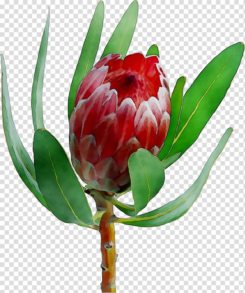 Flowers, Sugarbushes, Floristry, Cut Flowers, Tulip, Peony, Plant, Protea transparent background PNG clipart