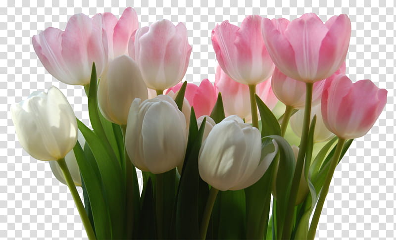 Flowers , white and pink Tulips flower transparent background PNG clipart