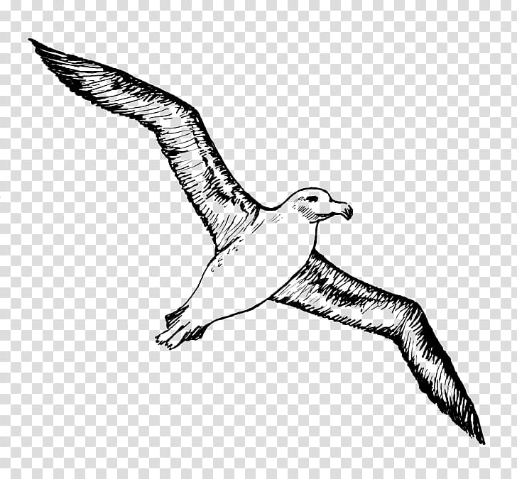Bird Line Drawing, Albatross, Seabird, Wandering Albatross, Laysan Albatross, Petrels, Beak, Gull transparent background PNG clipart