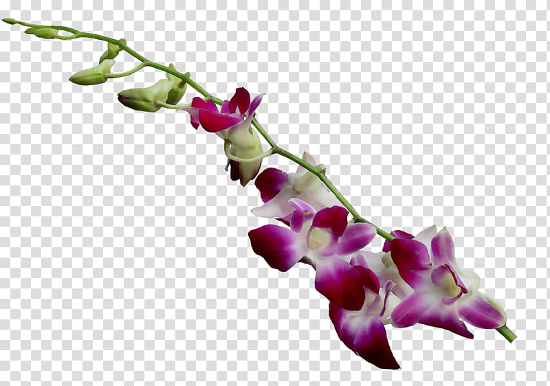 Pink Flower, Moth Orchids, Plant Stem, Purple, Twig, Plants, Pedicel, Branch transparent background PNG clipart