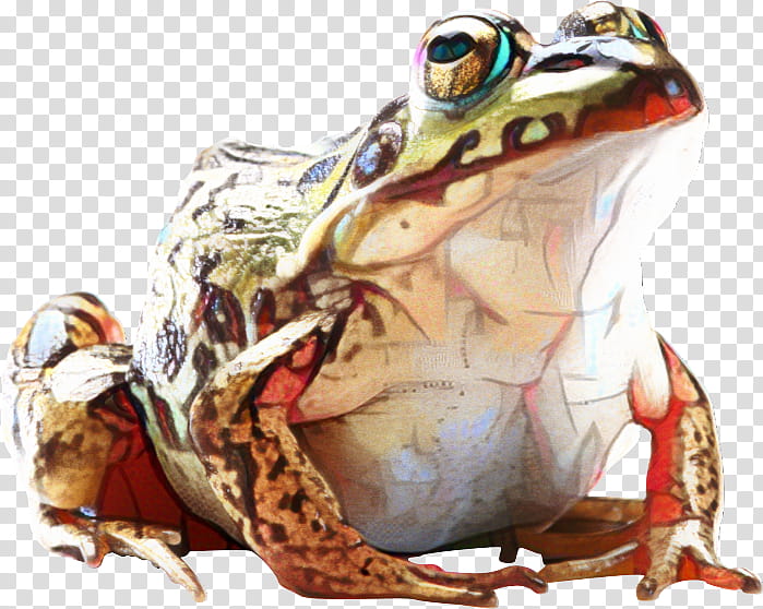 Pepe The Frog, Michigan J Frog, Frog Prince, Toad, Angela Nagle, True Frog, Tree Frog, Bullfrog transparent background PNG clipart