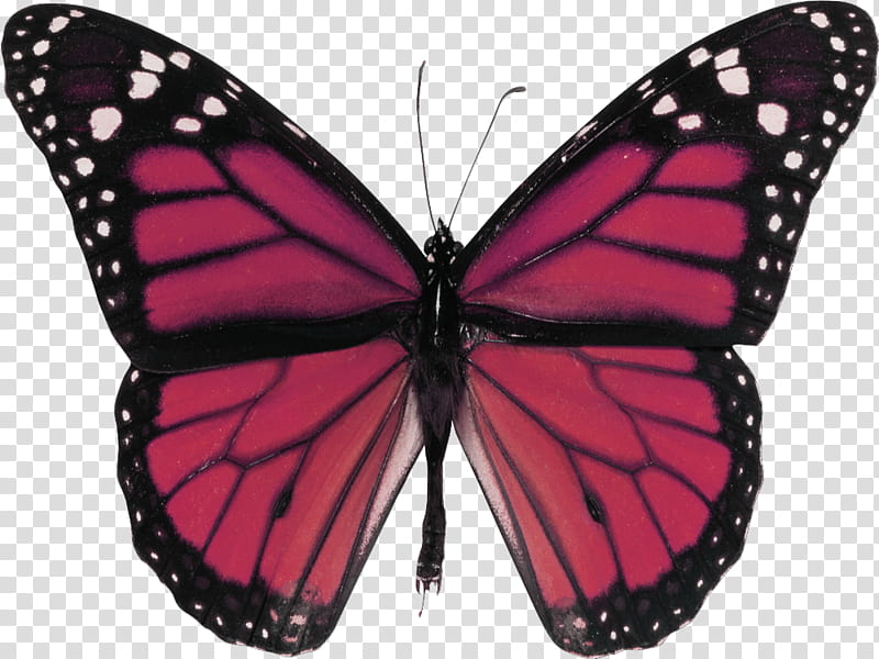 closeup of red and black butterfly transparent background PNG clipart