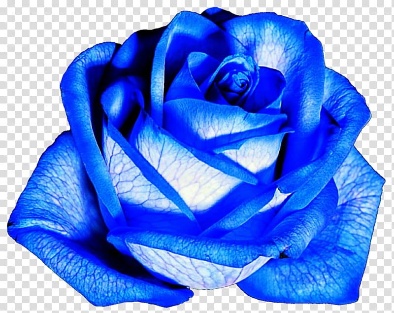 Sky Blue Rose transparent background PNG clipart