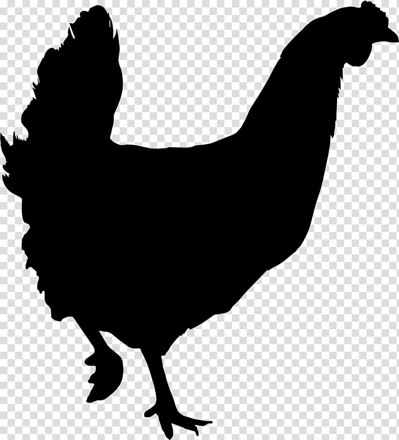 Bird, Rooster, Chicken, Silhouette, Chicken As Food, Beak, Fowl, Live transparent background PNG clipart