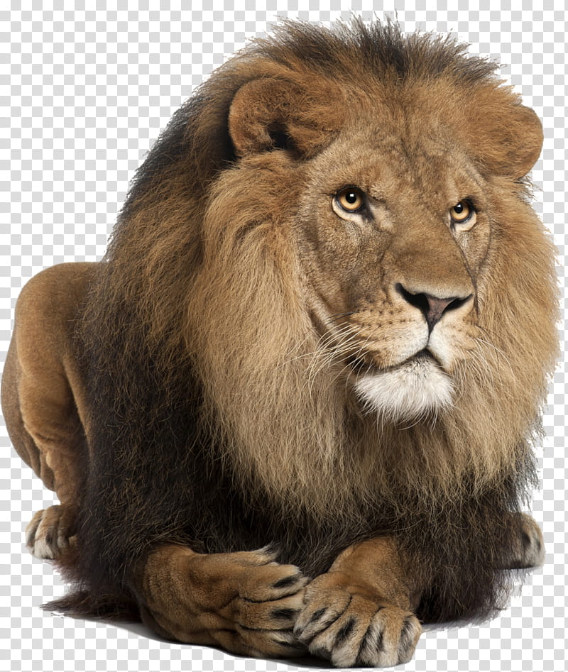 Cats, Lion, Lionhead Rabbit, White Lion, Roar, Masai Lion, Hair, Wildlife transparent background PNG clipart