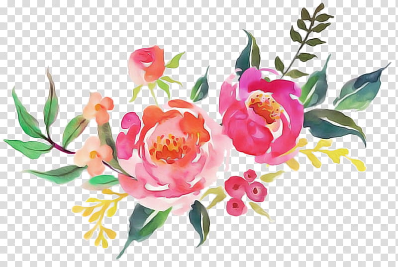 Garden roses, Flower, Flowering Plant, Pink, Common Peony, Cut Flowers, Petal, Rose Family transparent background PNG clipart