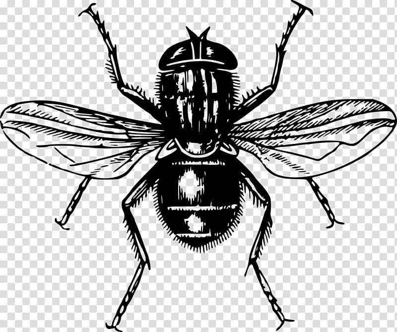 Bee, Lord Of The Flies, Fly, Insect, Line Art, Drawing, Literature, Stable Fly transparent background PNG clipart