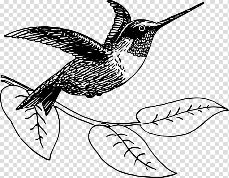 Bird Line Drawing, Hummingbird, Broadbilled Hummingbird, Rubythroated Hummingbird, Silhouette, Archilochus, Beak, Rufous Hummingbird transparent background PNG clipart