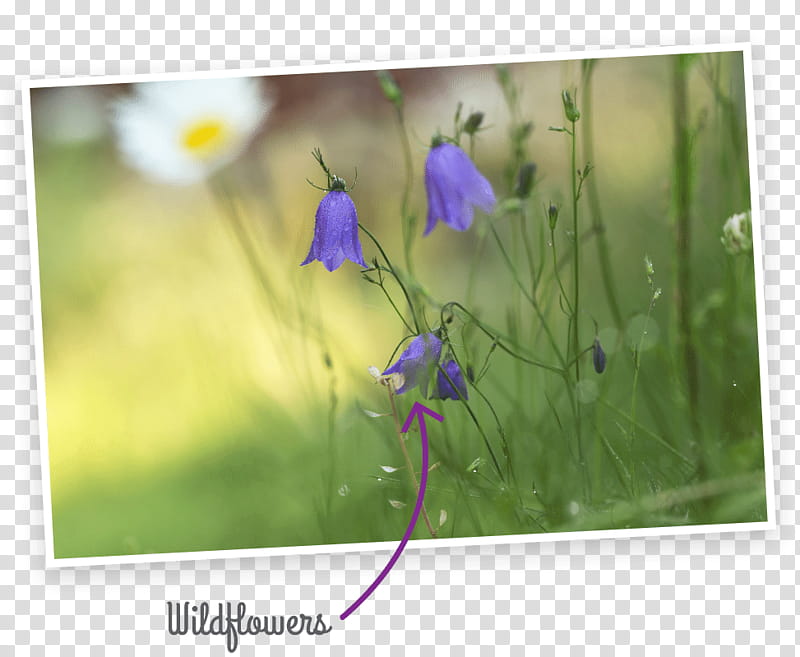 Violet Flower, Chiltern Hills, Harebell, History, Wildflower, Chiltern District, England, Purple transparent background PNG clipart