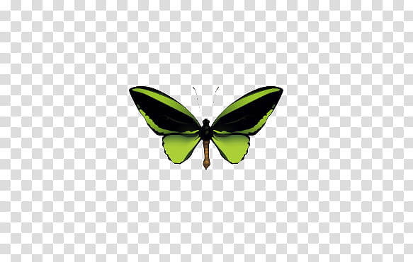 mariposas, green and black butterfly transparent background PNG clipart