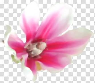 Magnolia Set, pink petaled flower transparent background PNG clipart