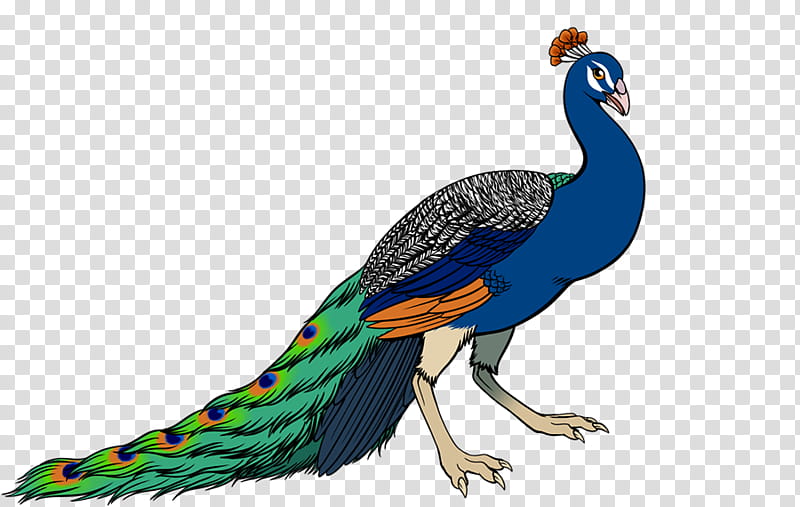 Sea Bird, Bald Eagle, Beak, Indian Peafowl, Feather, Animal, Bird Of Prey, Gulls transparent background PNG clipart