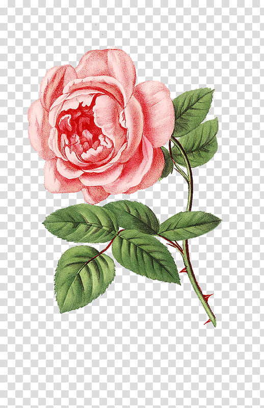 Rose s, pink rose art transparent background PNG clipart