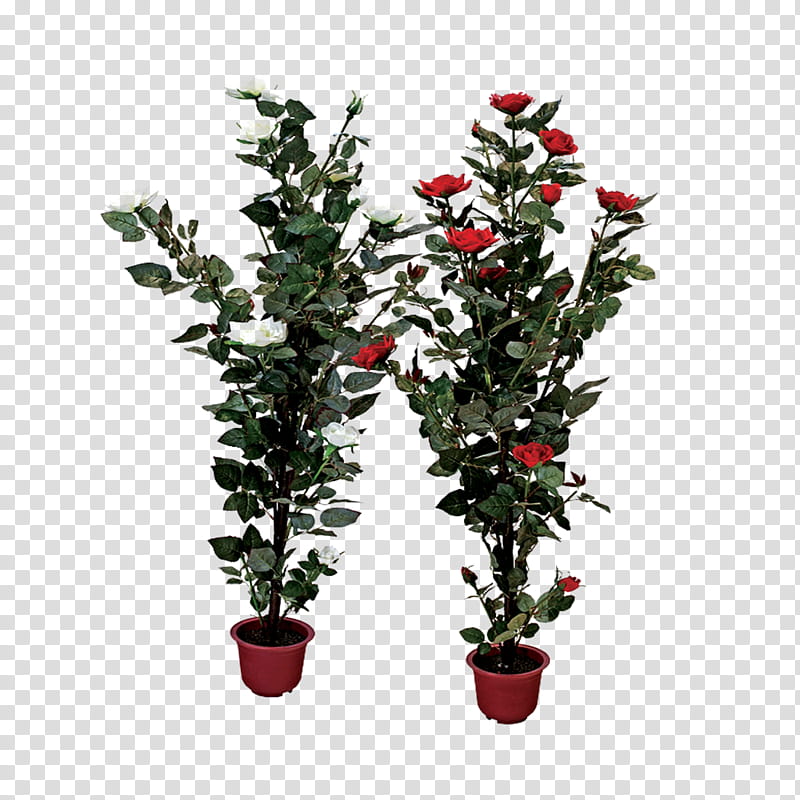 Holly, Flower, Flowering Plant, Red, Tree, Japanese Camellia, Theaceae, Shrub transparent background PNG clipart