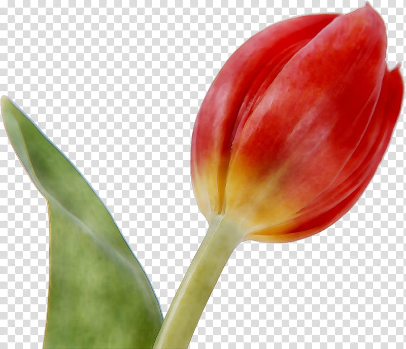 Lily Flower, Tulip, Plant Stem, Plants, Red, Bud, Petal, Closeup transparent background PNG clipart