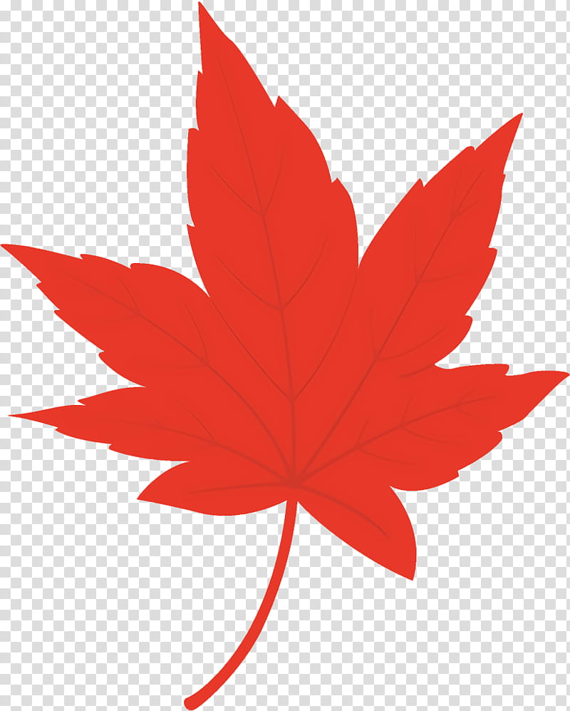 maple leaf autumn leaf yellow leaf, Red, Tree, Plant, Woody Plant, Black Maple, Sweet Gum transparent background PNG clipart