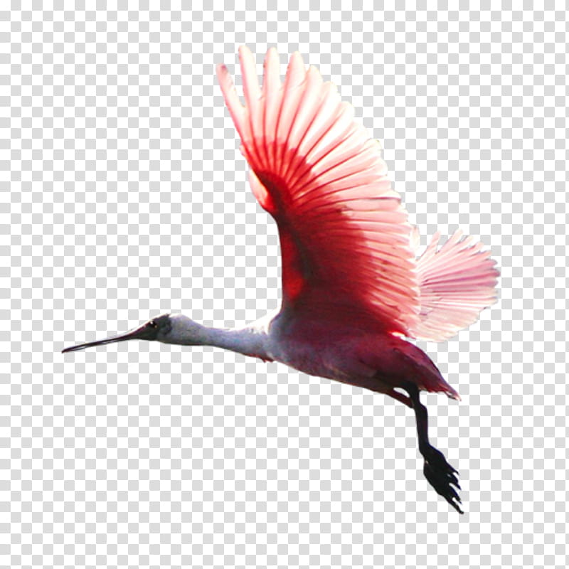 Feather, Bird, Beak, Ibis, Red, Wing, Spoonbill, Tail transparent background PNG clipart