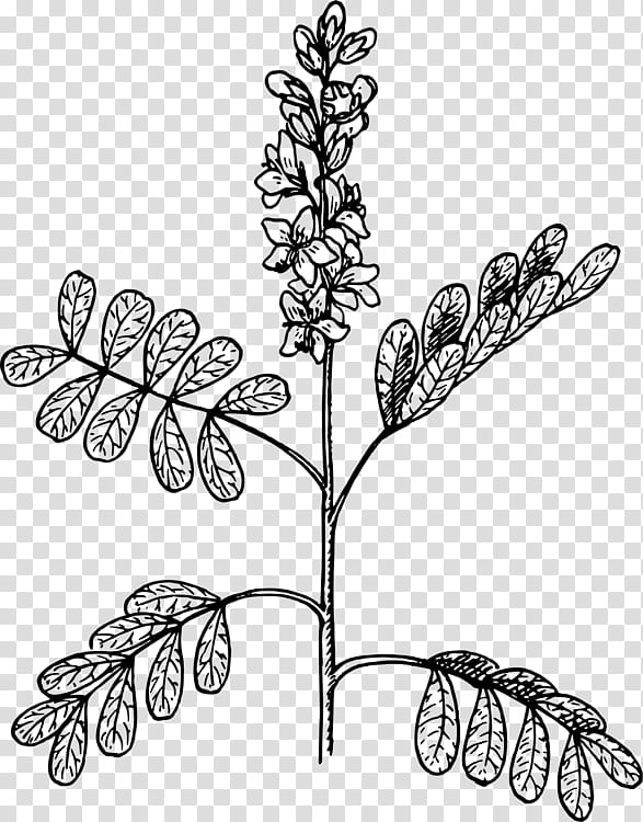 Flower Line Art, Plants, Visual Arts, Plant Stem, Leaf, Drawing, Senna Spectabilis, Branch transparent background PNG clipart