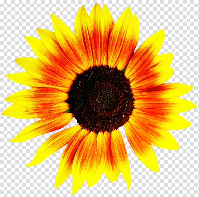 Sunshine Bright Sunflower transparent background PNG clipart