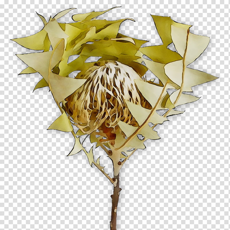 Gum Tree, Leaf, Flower, Plants, Plane, Twig, Sweet Gum transparent background PNG clipart