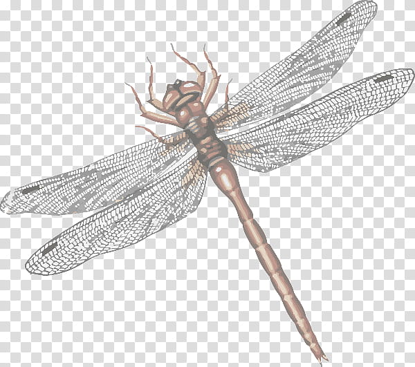Dragonfly Insect, Netwinged Insects, Sticker, Page Layout, Animal, Beneficial Insect, Dragonflies And Damseflies, Hawker Dragonflies transparent background PNG clipart